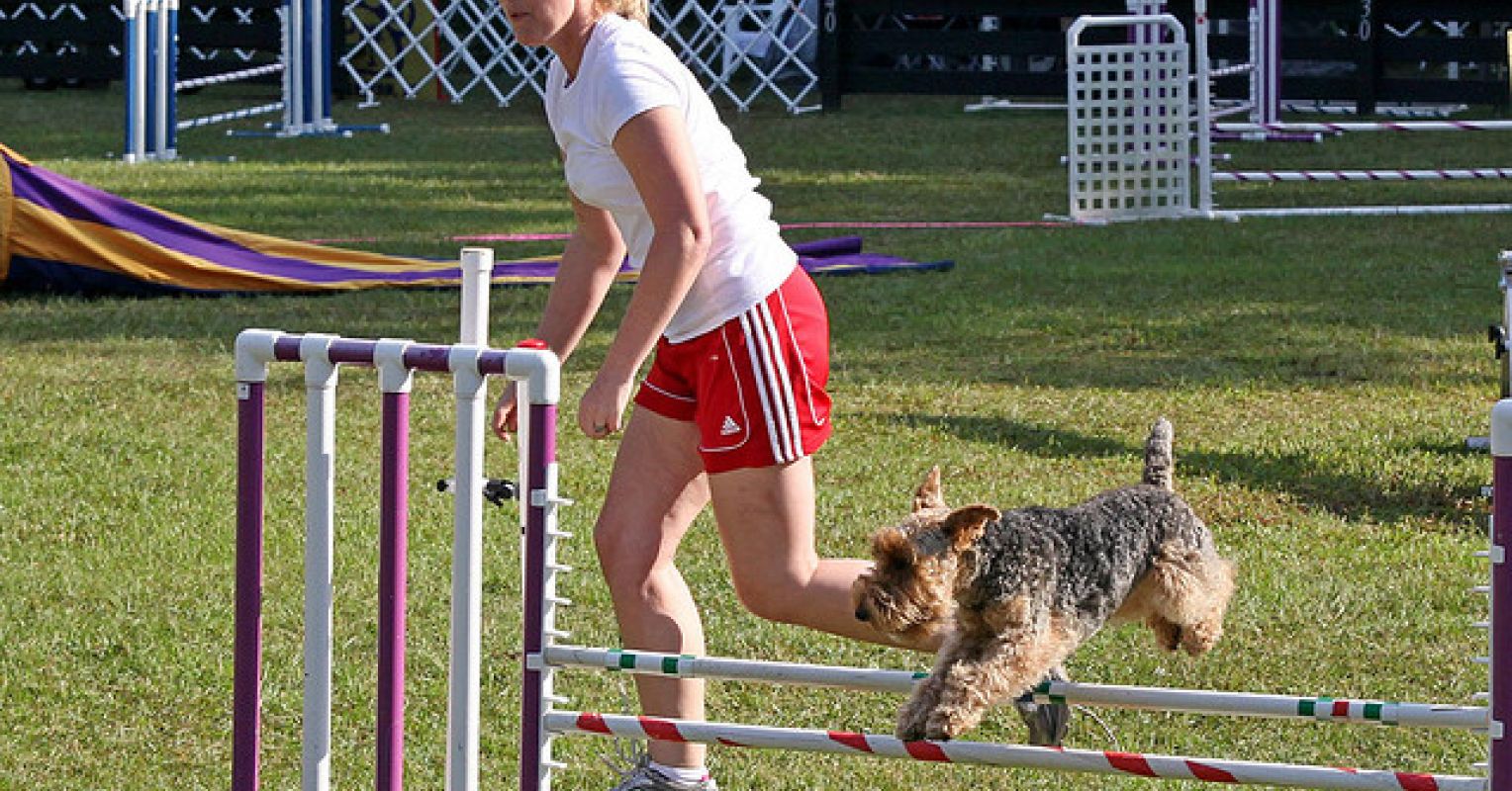 Are Women Better Dog Trainers Than Men Psychology Today
